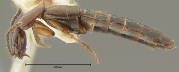 Media type: image;   Entomology 7309 Aspect: habitus lateral view